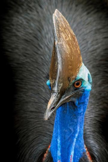 双线37服 凤凰涅槃